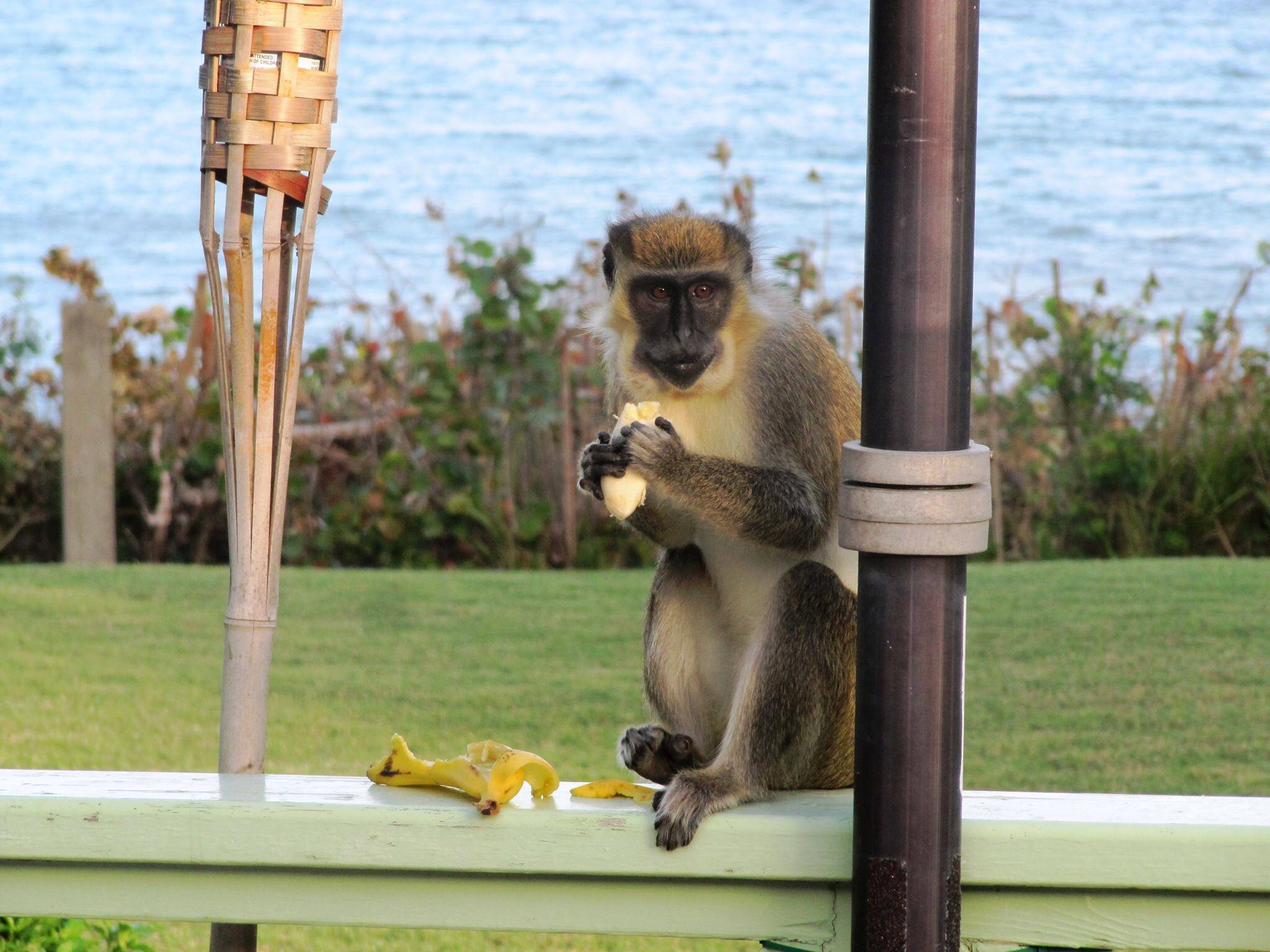 Attached picture Nevis Green Vervet Monkey Villa Green Flash.jpg